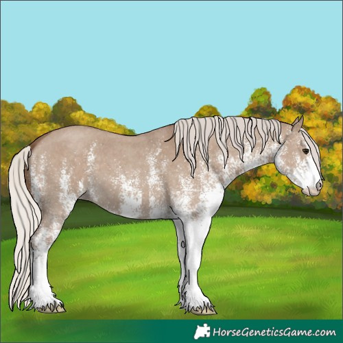 Horse Color:White Spotted Silver Grullo 