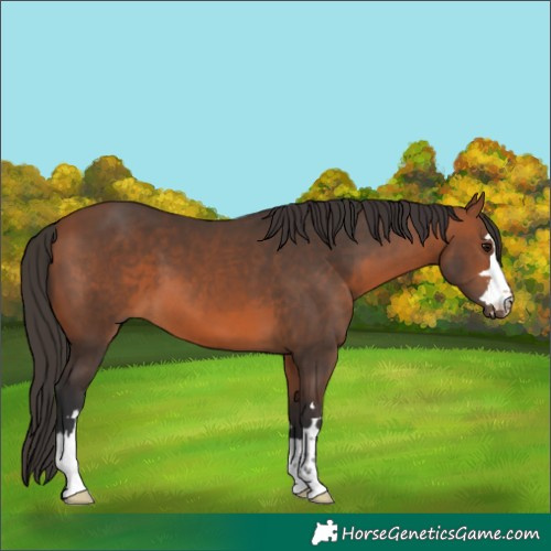 Horse Color:Bay 