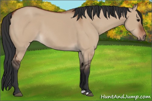 Horse Color:Bay Dun 