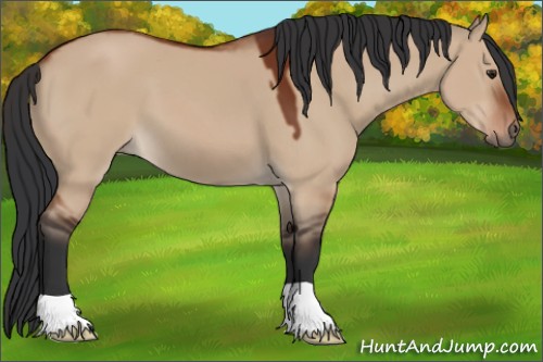 Horse Color:Brown Dun 