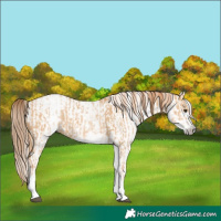 Horse Color:White Spotted Red Dun Rabicano  and Gray White Spotted Red Dun Rabicano 