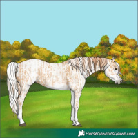 Horse Color:White Spotted Red Dun Rabicano  and Gray White Spotted Red Dun Rabicano 