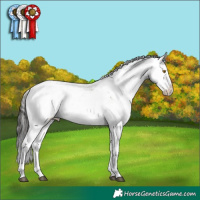 Horse Color:Brown Dun Sabino Splash Rabicano 