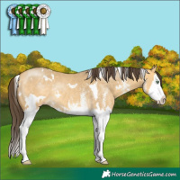 Horse Color:White Spotted Amber Cream Champagne Dun Splash Rabicano 