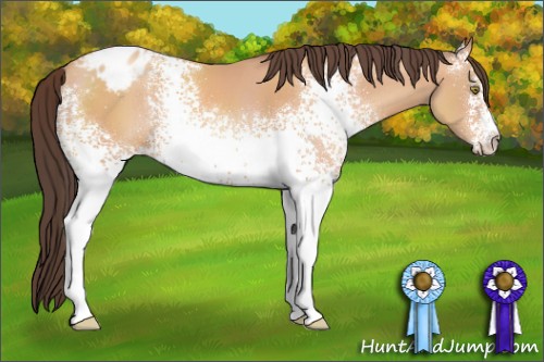 Horse Color:White Spotted Sable Champagne Blanket Rabicano