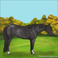 Horse Color:Smoky Black Sabino Rabicano 