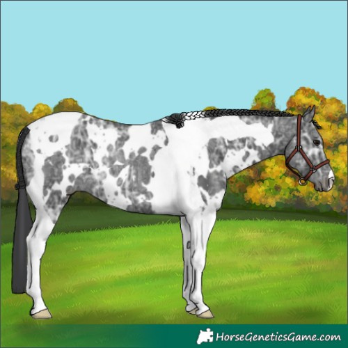 Horse Color:White Spotted Black Ice Tobiano Rabicano
