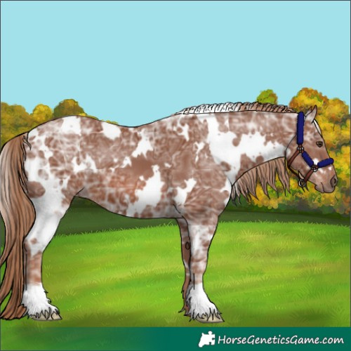 Horse Color:White Spotted Chestnut Ice
