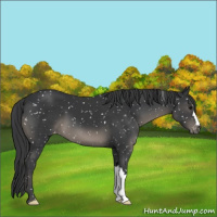 Horse Color:Black Appaloosa