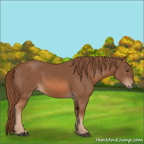 Horse Color:Chestnut 