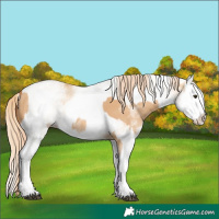 Horse Color:White Spotted Red Dun Rabicano  and White Spotted Red Dun Splash Rabicano 
