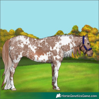 Horse Color:White Spotted Chestnut Ice 