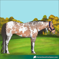 Horse Color:White Spotted Bay Ice 