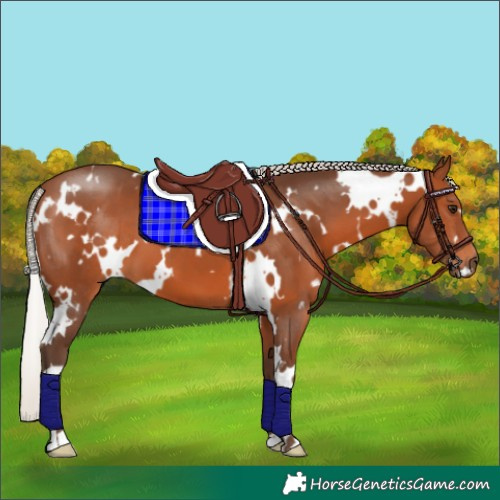 Horse Color:White Spotted Silver Brown