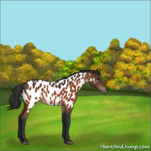Horse Color:Bay Appaloosa 
