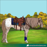 Horse Color:Red Dun Appaloosa 