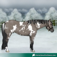 Horse Color:White Spotted Grullo