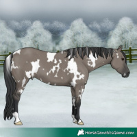 Horse Color:White Spotted Grullo