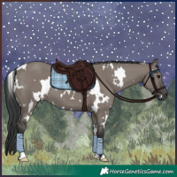 Horse Color:White Spotted Grullo 