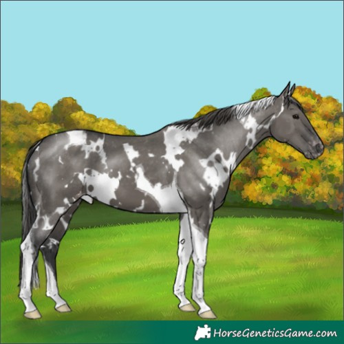 Horse Color:White Spotted Grullo Tobiano Appaloosa 