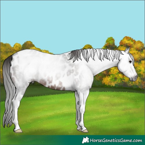 Horse Color:Gray Brown Tobiano Leopard