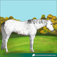 Horse Color:Gray Brown Tobiano Appaloosa