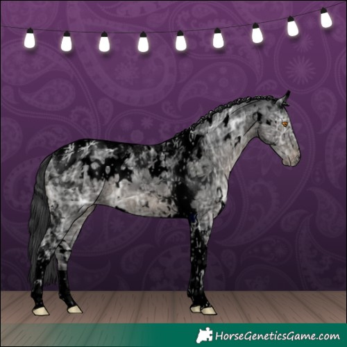 Horse Color:Void White Spotted Black Ice Tobiano Appaloosa 