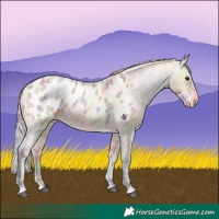 Horse Color:Nacre Plaid  Silver Buckskin Roan Blanket 