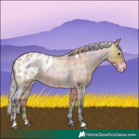 Horse Color:Nacre Plaid  Silver Buckskin Roan Appaloosa 
