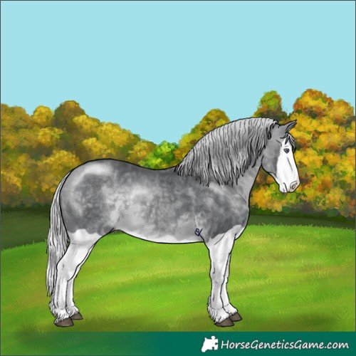 Horse Color:Silver Brown Chinchilla Splash 