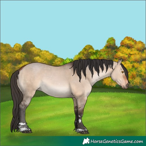 Horse Color:Bay Dun 