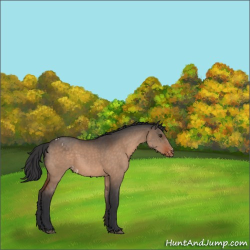 Horse Color:Brown Dun Sabino Varnish 