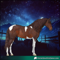 Horse Color:Chocolate Brown Tobiano Rabicano 