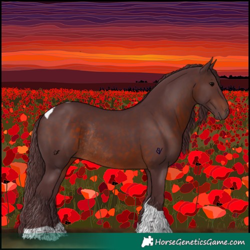 Horse Color:Chocolate Brown Tobiano Rabicano 