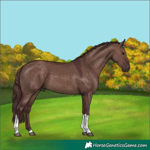 Horse Color:Chocolate Brown Dun Tobiano Rabicano 