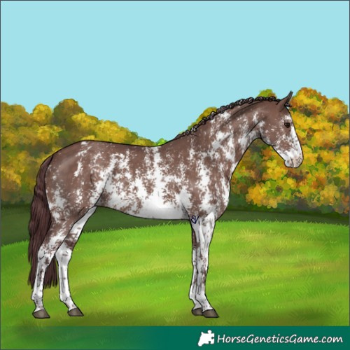 Horse Color:Chocolate Brown Dun Sabino Rabicano 