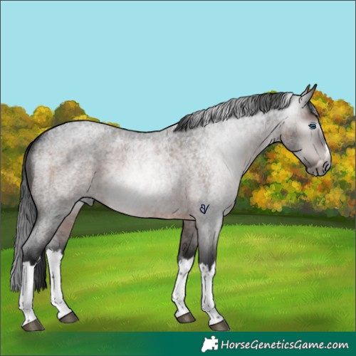 Horse Color:Gray Brown Roan Splash Rabicano 