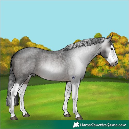 Horse Color:Gray Brown Roan Splash Rabicano 