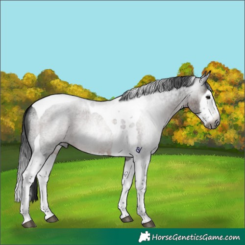 Horse Color:Gray Brown Roan Splash Tobiano Rabicano 