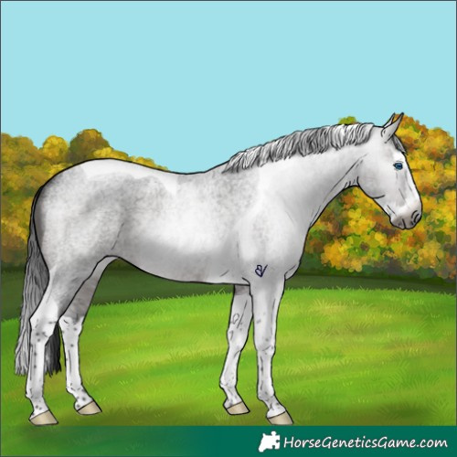 Horse Color:Gray Brown Roan Splash Tobiano Rabicano 