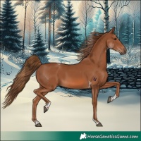 Horse Color:Chestnut Tobiano 