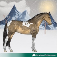 Horse Color:Buckskin Dun Tobiano 