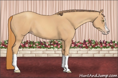 Horse Color:Gold Champagne Splash 