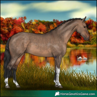 Horse Color:Brown Dun Tobiano 