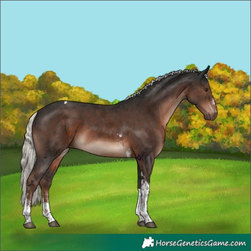 Horse Color:Liver Chestnut Mushroom Sabino Tobiano 