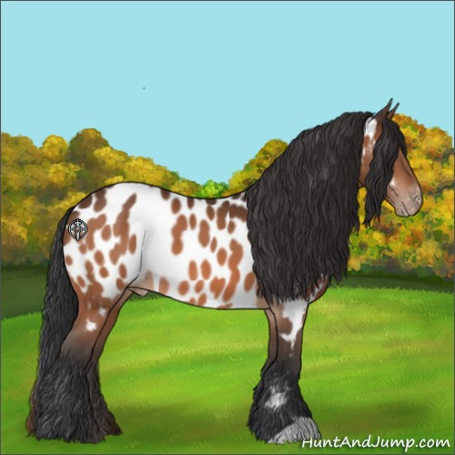 Horse Color:Brown Appaloosa 