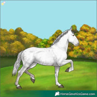 Horse Color:Gray Silver Black Pearl Tobiano Appaloosa