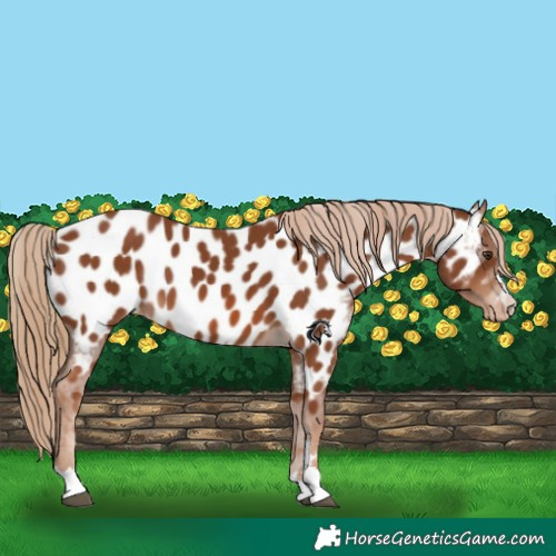 Horse Color:Chestnut Appaloosa 