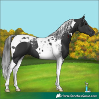 Horse Color:Black Tobiano 