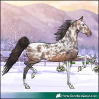 Horse Color:Bay Ice Tobiano 